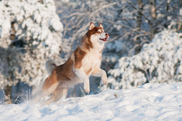 Fototapeta na wymiar Siberian Husky Pies skacze w śniegu