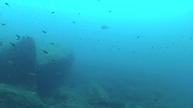 cernia e saraghi del mediterraneo