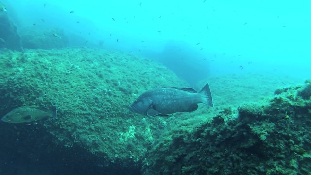 cernia e saraghi del mediterraneo