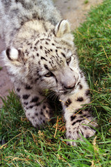 Baby snow leopard