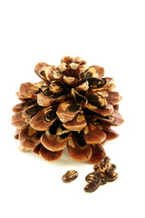 Seeds and disclosed pinecone.