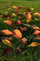 fallen yellow leaves on green grass