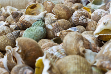 Whelk Shells