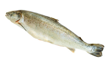 Atlantic Salmon