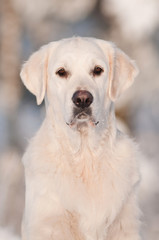 golden retriever dog portrait