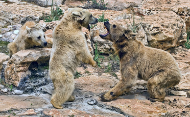 Quarrel bears.Aggression. Brown Syrian Bear