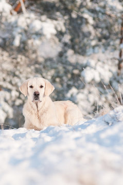 dog golden retriever lying in the snow