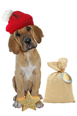 Broholmer Welpe wünscht frohe Weihnachten