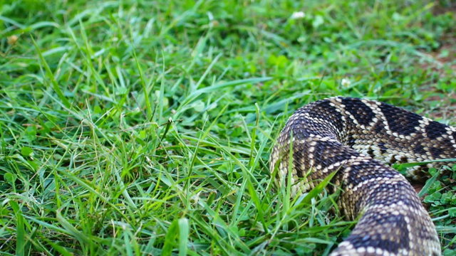 Eastern Diamondback Snake Crawl Through