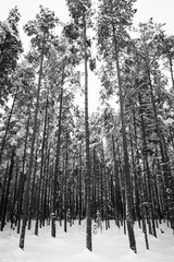 Winter forest with snow on trees