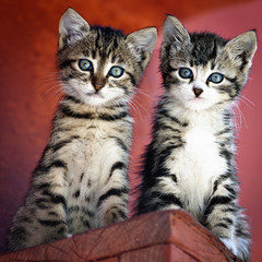 Pair of kittens