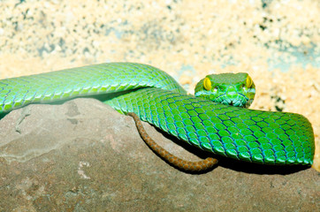 Close up of Big-eyed Pitviper or Cryptelytrops macrops