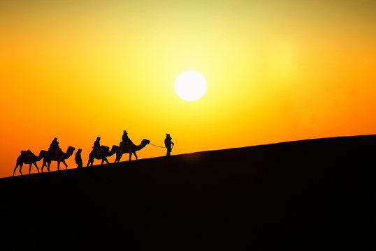 Silhouette of group of touristes on camel trip