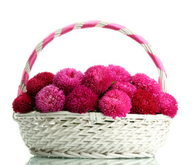 Fototapeta na wymiar różowe kwiaty aster w koszyku, odizolowane na białym