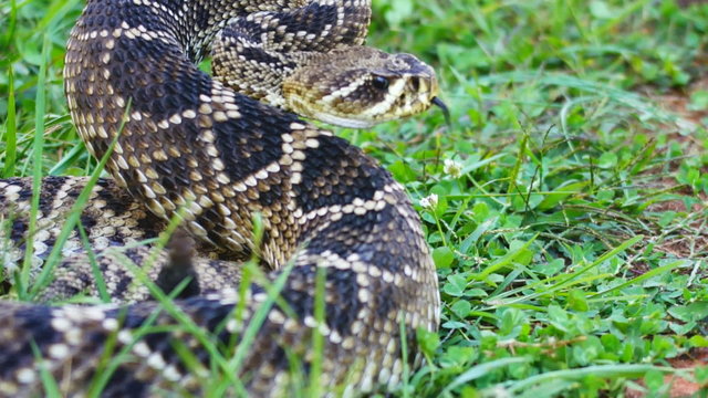 Eastern Diamondback Snake Alerted