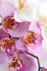 Obraz na płótnie Canvas piękne orchidee, odizolowane na białym