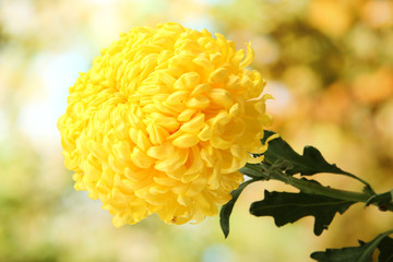 bright yellow chrysanthemum, on green background