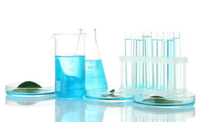 test-tubes and leaves tested in petri dishes  isolated on white