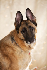 German Shepherd Dog Portrait