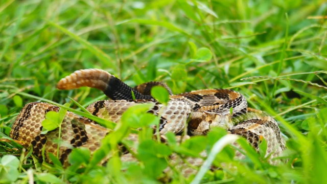 Two Canebrake Rattlesnakes