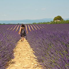 Provence - Enfant dans les champs de lavandes 2