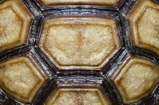 Turtle Carapace closed up picture.