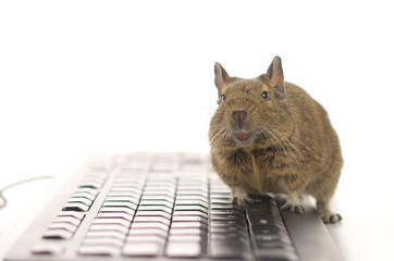 Degu working on keyboard