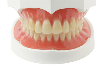 Denture  with clipping path on white background