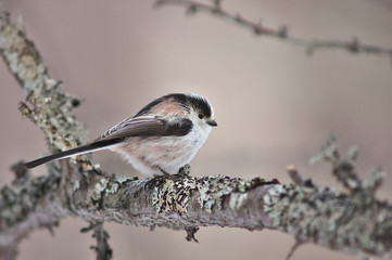 Long-tailed Tit