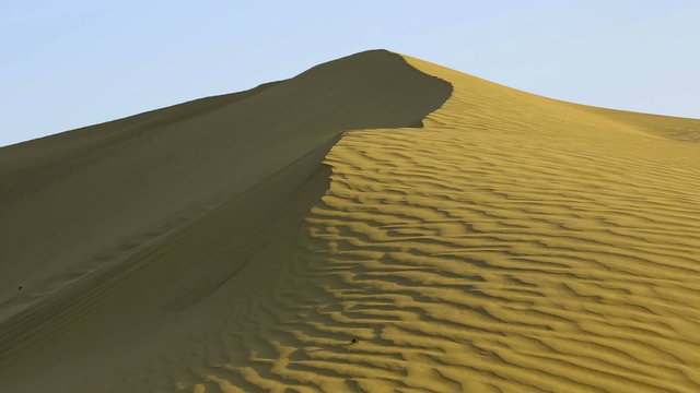 Scarab crowling on  the sand dune in the Thar desert