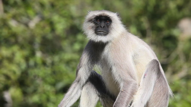 Sitting gray langur.