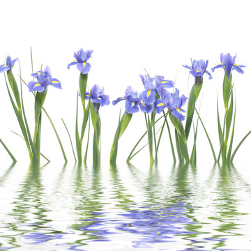 Se of blue irises with reflection