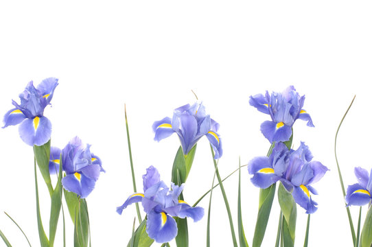 Bouquet of blue irises on a white