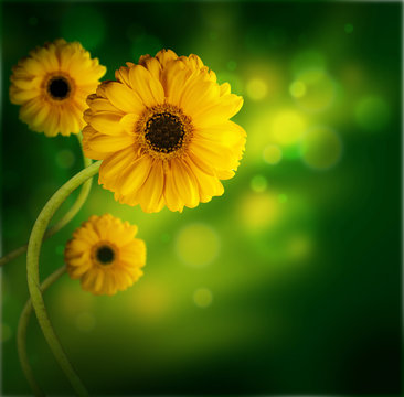Flower background, gerbery in the rays of light