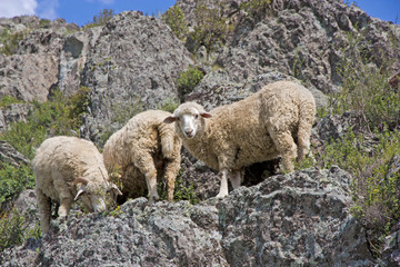 Sheep on beautiful mountain meadow
