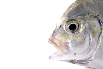 detail of head of red fish