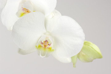Naklejka na ściany i meble Orchidee z bliska