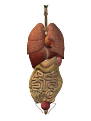 High resolution conceptual anatomical human 3D digestive system