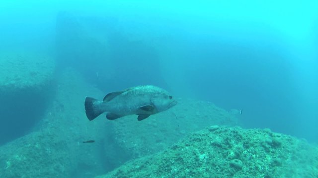 cernia mediterraneo