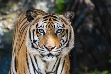 Zelfklevend Fotobehang De grote Bengaalse tijger © Adisak Banpot