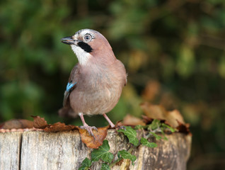 Portrait of a Jay