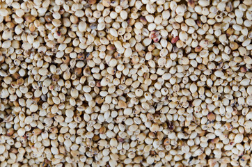 millet grains full background