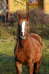 Fototapeta premium pretty young stallion