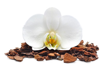 White orchid flower on orchids soil