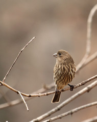 Female House Finch