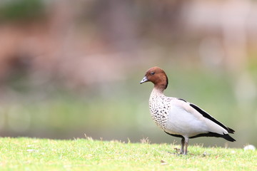 Australian Wood Ducks  in Royal National Park,NSW,Australia