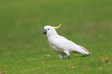 Sulphur Crested Cockatoo  Cacatua galerita  in Australia