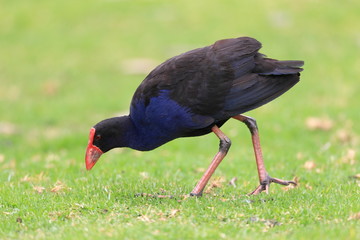 Purple Swamphen   in Royal N P, NSW,Australia