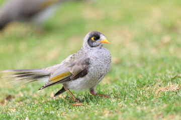 Noisy Miner   in Royal N P, NSW, Australia