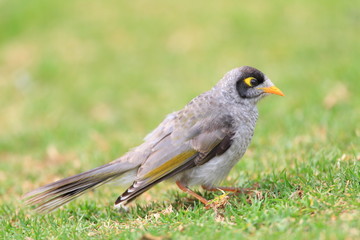 Noisy Miner   in Royal N P, NSW, Australia